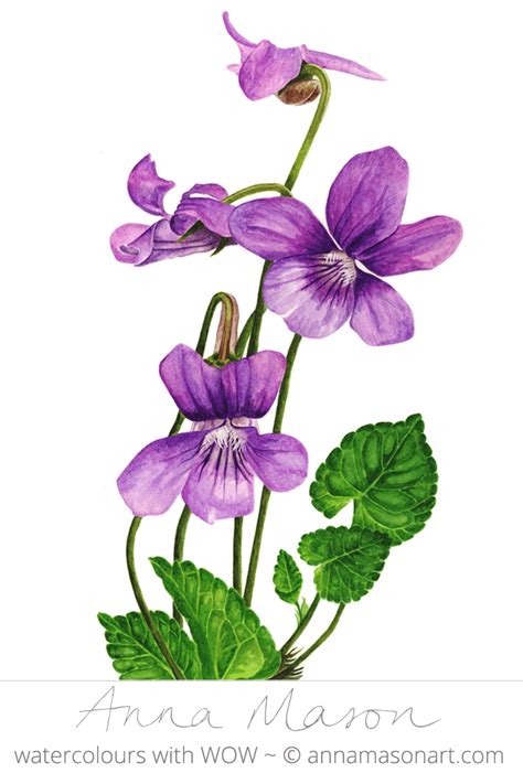 Retrospective 2007 - Anna Mason Art | Botanical painting, Botanical drawings, Watercolor flowers ...