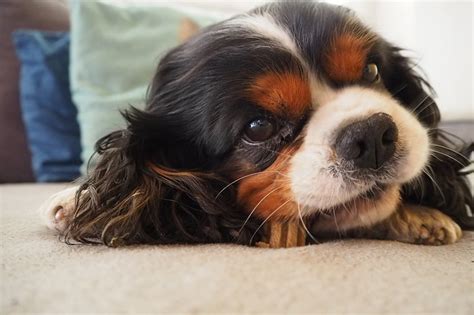 Are Cavalier King Charles Spaniels Hyper? Breed Facts | ASPCA Pet ...