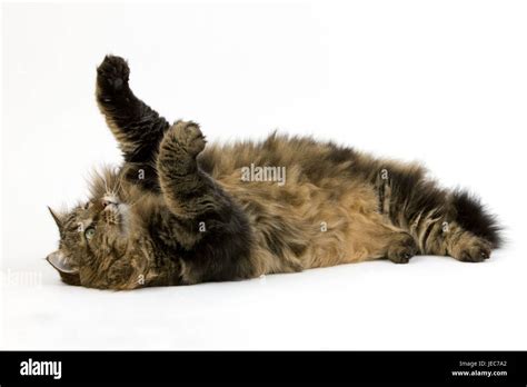 Angora cat hi-res stock photography and images - Alamy