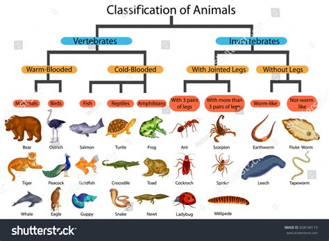 752 Vertebrate Classe Images, Stock Photos & Vectors | Shutterstock