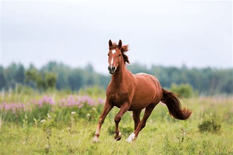 263,181 Beautiful Wild Horses Royalty-Free Images, Stock Photos & Pictures | Shutterstock