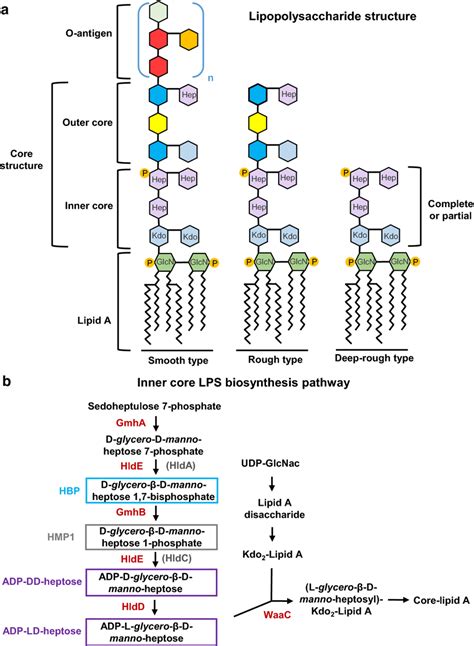 a Smooth, rough and deep-rough lipopolysaccharide (LPS) structures of a... | Download Scientific ...