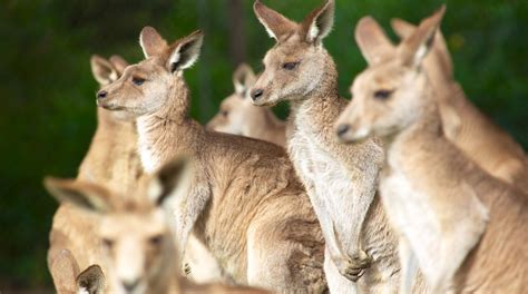 Refuge pour koalas de Lone Pine à : Brisbane | Expedia