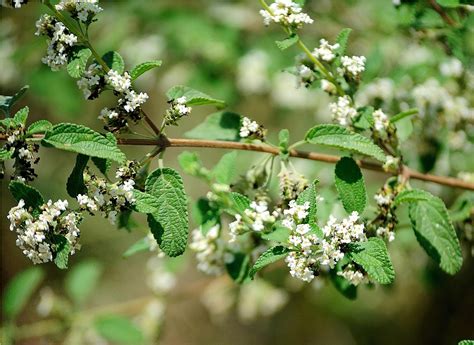 Mexican oregano - sweetly scented, strong flavor for cooking, hardy plant Butterfly Garden ...