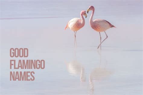 Flamingo Names 200+ Cute & Best Ideas - PetShoper