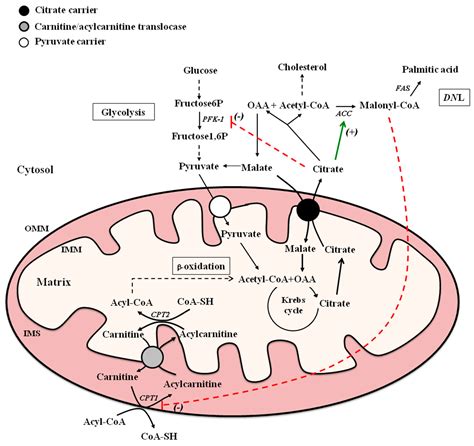 Fatty Acid Synthesis Citrate