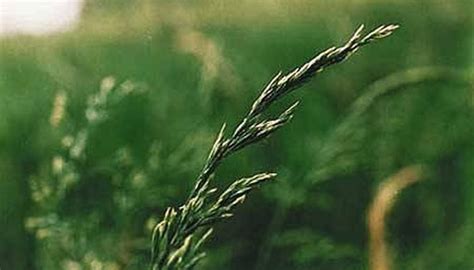 How to Identify Grass Seed Head Growth | Garden Guides