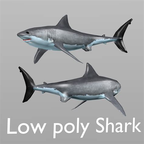 Shark 3D model | 1142096 | TurboSquid