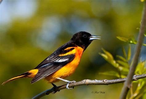 fred walsh photos: Baltimore Oriole - Male & Female