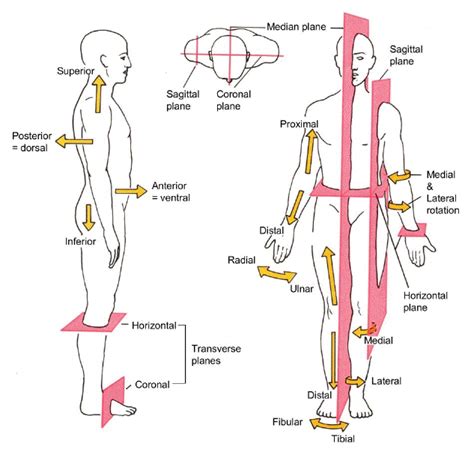 Anatomical Directions Worksheets