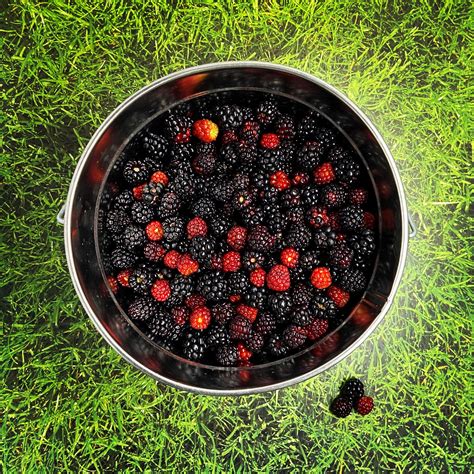 Dewberry Picking | Dewberry, Fruit, Blackberry