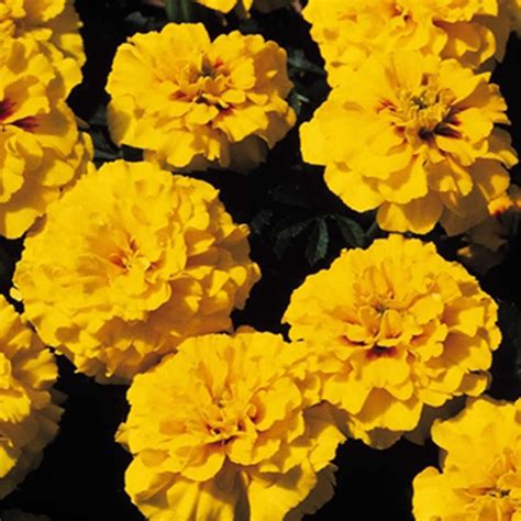 French Marigold Flower Garden Seeds - Janie Series - Bright Yellow - 1000 Seeds - Annual Flower ...