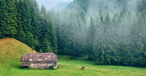 Romania races to save some of the last untouched forests in Europe | Inhabitat - Green Design ...