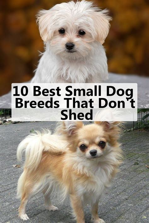 10 Best Small Dog Breeds That Don't Shed | Best small dogs, Dog breeds ...