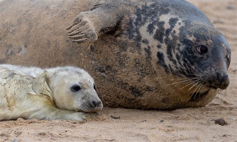 Seal pup numbers in Norfolk rise but so do injuries from plastic, litter and nets