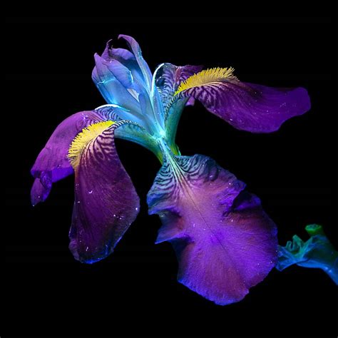 Debora Lombardi Stunningly Captures Flowers Through UV Photography