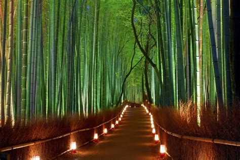 Sagano Bamboo Forest (Arashiyama Bamboo Grove). Arashiyama, Kyoto ...