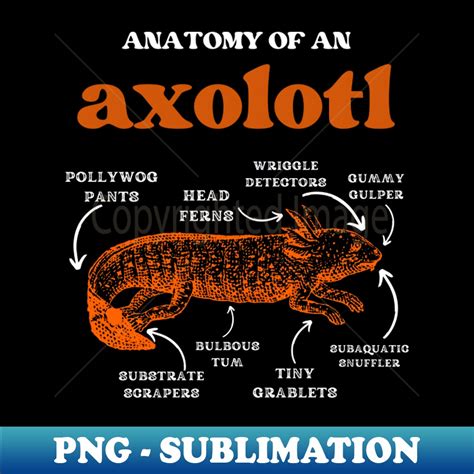 Axolotl Shirt Anatomy Of An Axolotl Shirt Axolotls Lover Axolotl | The Best Porn Website