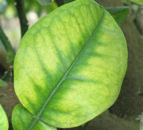 My Citrus Leaves Look Like This: Is It Nutrient Deficiency? - Ask The Green Genie