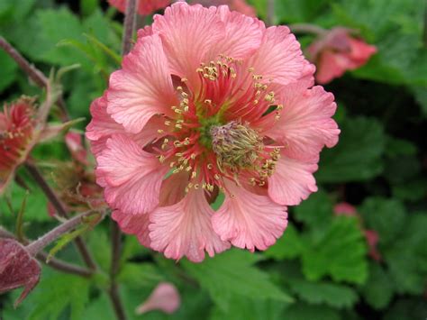 All about plants and more: Glorious Geums