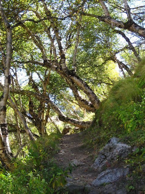 Himalayan Bhojpatra Trees 5 Photograph by Oliver Riedel