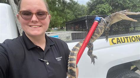 Baby alligator finds a new home in Ridgeville | WCBD News 2