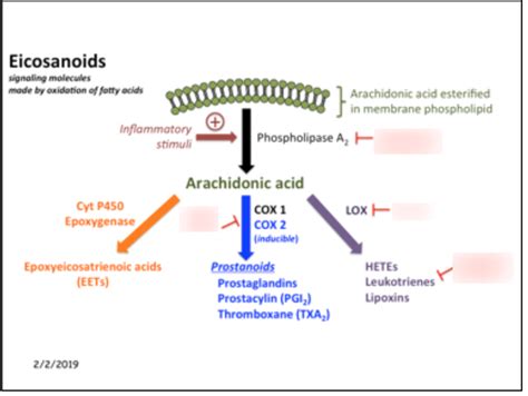 Eicosanoids Diagram | Quizlet