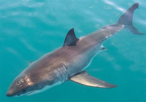 10 facts about great white sharks! - National Geographic Kids