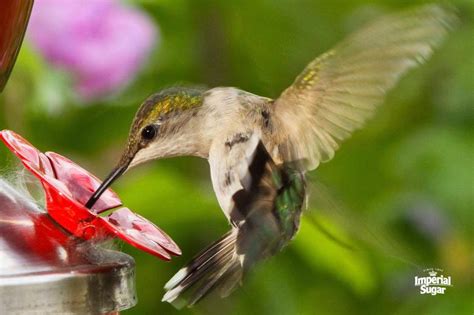 Homemade Hummingbird Nectar | Imperial Sugar