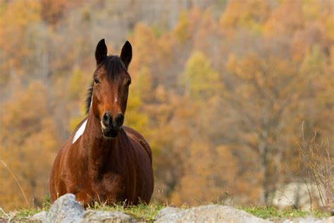 Autumn Horse Wallpapers - Top Free Autumn Horse Backgrounds ...