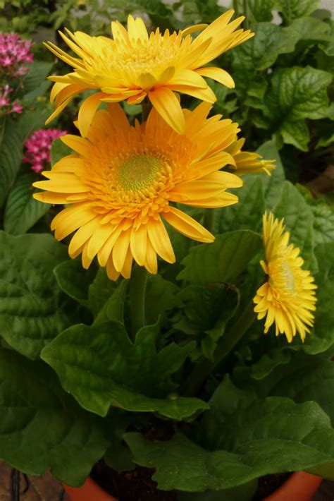 My Little Potted Garden: Gerberas