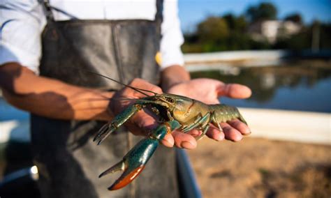 Crayfish breeding helps increase people's incomes in central China's ...