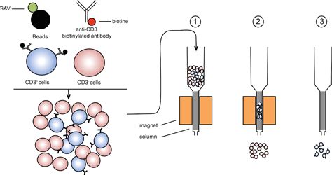 MACS: Isolation of Thymic T Lymphocytes | Immunology | JoVe