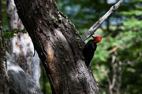 Magellanspecht (Campephilus magellanicus), Trek to Laguna … | Flickr