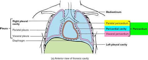 Dressler Syndrome - Causes, Symptoms & Treatment