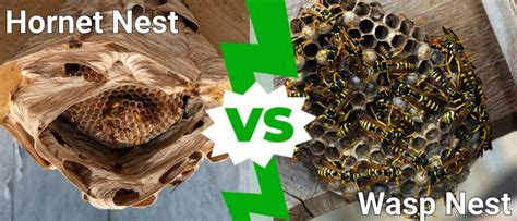 Hornet Nest Vs Wasp Nest: What's The Difference?