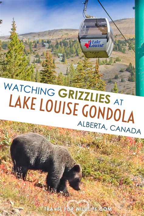 Where to See Grizzly Bears in the Canadian Rockies: Lake Louise Gondola | Travel For Wildlife