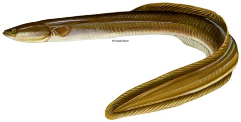 RiverRoots: American Eels