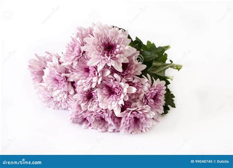 Bouquet of wild daisies stock photo. Image of relax, isolated - 99048740