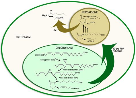 Molecules | Free Full-Text | Methyl Jasmonate: An Alternative for Improving the Quality and ...