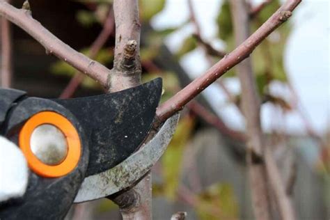 Pruning Apricot Trees: When, Why, and How - Minneopa Orchards