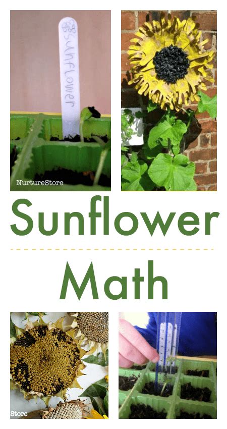 Sunflower height chart - NurtureStore