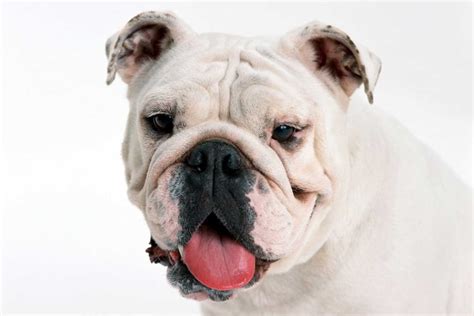 Bulldog Inglês: Personalidade, filhotes, preço e mais - Adoro Pets