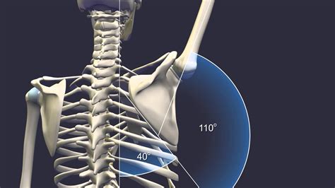 Scapulohumeral Rhythm | Shoulder, Scapular, Yoga anatomy