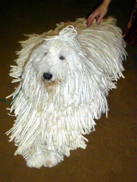 Puli-Bergamasco-Komondor Comparison by Eric Liebes PhD — Bergamasco Sheepdog Club of America