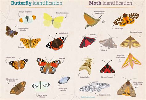 Counting Butterflies Hi-res Stock Photography And Images