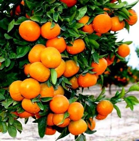 Honey-tangerine | Honeybell oranges, Tangerine tree, Citrus fruit