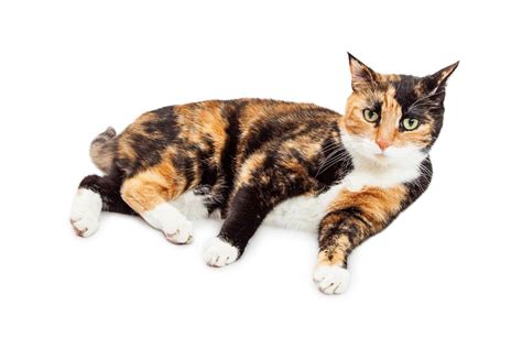 Calico Cat Personality: More Than Meets the Eye | Catastic