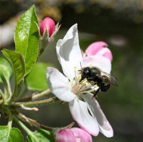 Mason Bees at Chickadee Gardens