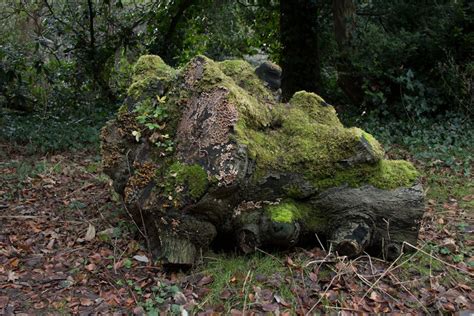 Person Hiding Behind Tree Trunk · Free Stock Photo